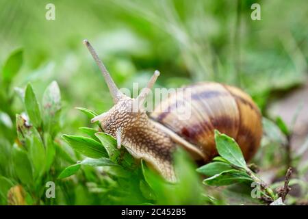 Snail crawling on grass after rain Stock Photo