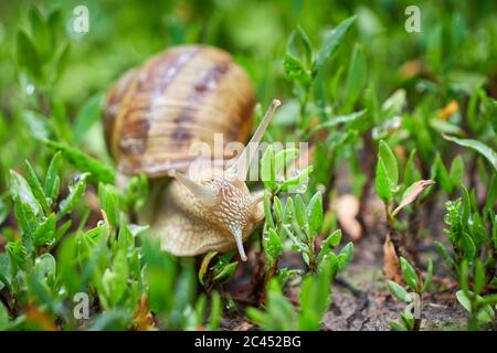 Snail crawling on grass after rain Stock Photo