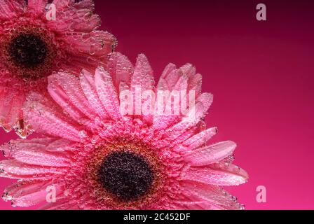 pink gerbera flowers, with air bubbles on the petals, under water, on a multi-colored background. March 8 concept. International Women's Day Stock Photo