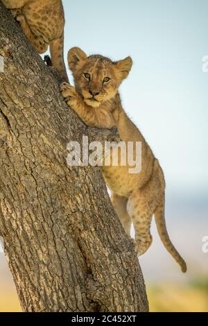 Lion cub climbs tree trunk behind another Stock Photo