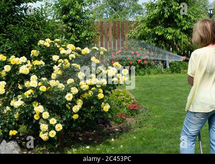 A woman is watering a large bush of yellow roses in the garden. Sprays water from a hose. The garden is filled with sunlight. Stock Photo