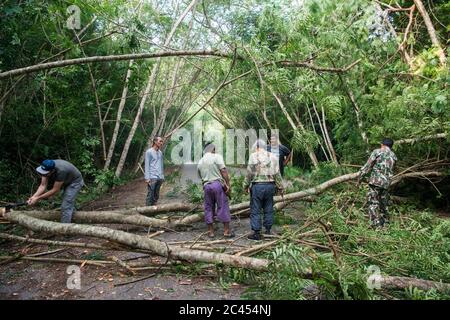 ranger cleaning a  Park road after a storm in the Rainforest at the Kaeng krachan Nationalpark west the city of Phetchaburi or Phetburi in the provinc Stock Photo