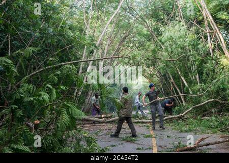 ranger cleaning a  Park road after a storm in the Rainforest at the Kaeng krachan Nationalpark west the city of Phetchaburi or Phetburi in the provinc Stock Photo