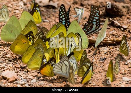 wild butterfly at the Kaeng krachan Nationalpark west the city of Phetchaburi or Phetburi in the province of Phetchaburi in Thailand.   Thailand, Phet Stock Photo