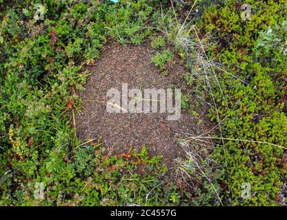 Close up of Ant mounds of the formica lugubris in the arctic tundra, northern Sweden Stock Photo