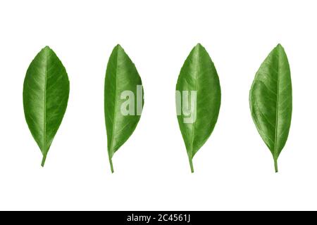 Green leaves set on white background isolated close up, fresh leaf collection, herbal illustration, plant twig, flower branch, tree sprig, foliage Stock Photo