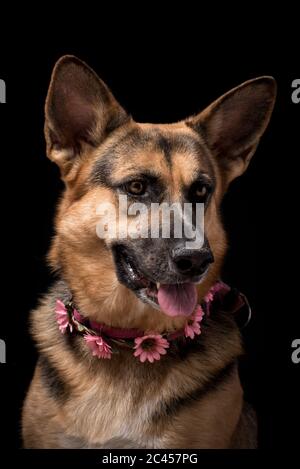 Selective shot of the German Shepherd dog isolated on a black background Stock Photo