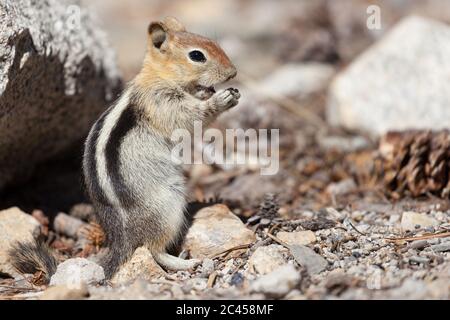 Chipmunk standing up at Mammoth Lakes, California, USA. Stock Photo