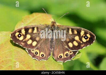 Speckled Wood (Pararge aegeria tircis) Stock Photo