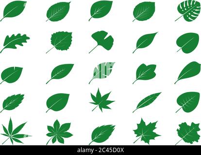 Collection of Green Leaves. Vector Illustration. Nature and plant elements. Stock Vector