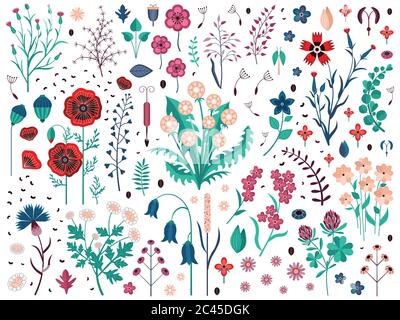 Wild Flowers Herbs and Field Plants Set Stock Vector