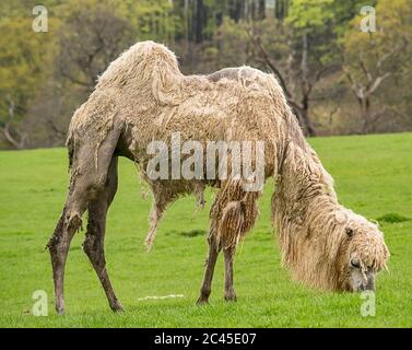 White bactrian camel eating grass in the rain. Stock Photo