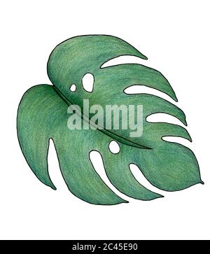 tropical leaf isolated on white, hand drawn botanic illustration with monstera leaf, tropical design element Stock Photo