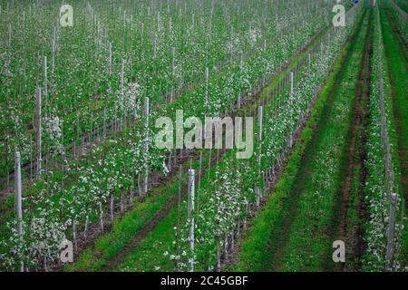 Blooming apple tree plantation in spring.Rows of seedlings with flowers and Stock Photo