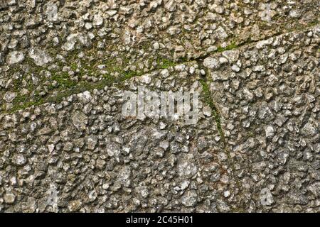 Green moss grows in the cracks between rocky cement slabs on sidewalk (pavement). Stock Photo