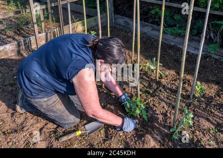 Planting out Shirley Tomato plant in a garden vegetable plot. Stock Photo