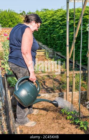 Watering in freshly planted Shirley Tomato plants in a garden vegetable plot. Stock Photo