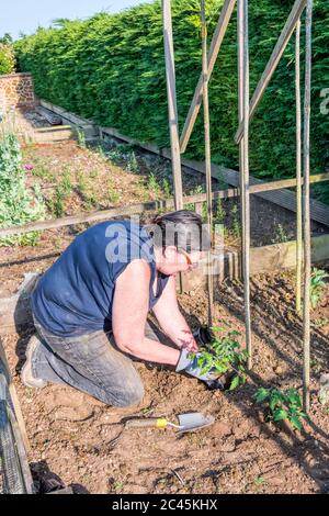 Planting out Sweet Million Cherry Tomato plant in a garden vegetable plot. Stock Photo