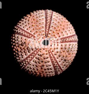 Sea urchin skeleton isolated Stock Photo