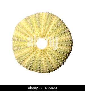 Sea urchin skeleton isolated Stock Photo