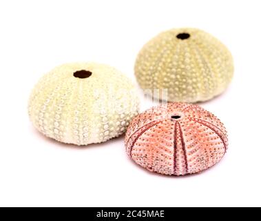 Sea urchin skeleton isolated Stock Photo