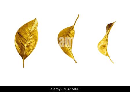 Golden leaves set white background isolated closeup, gold color leaf collection, yellow metal floral design element, shiny metallic foliage ornament Stock Photo