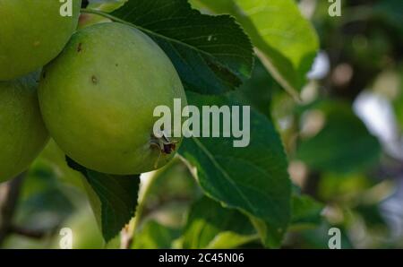 Little green apples hanging on a tree as they ripen Stock Photo