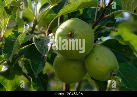 Little green apples hanging on a tree as they ripen Stock Photo