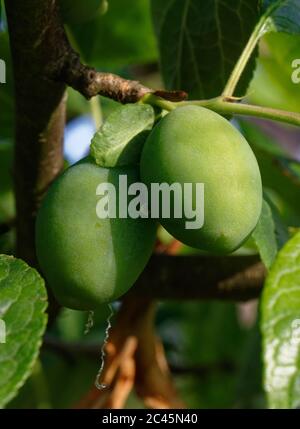 Young plums, still green, ripening on branches of a plum tree, shallow depth of field Stock Photo