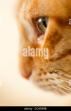 Close up profile of ginger tabby cat. Stock Photo