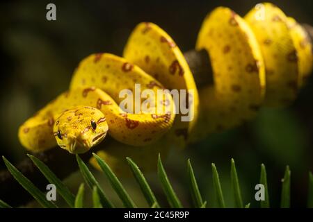 Close up of juvenile Green Tree Python, bright yellow with brown markings curled around a branch. Stock Photo