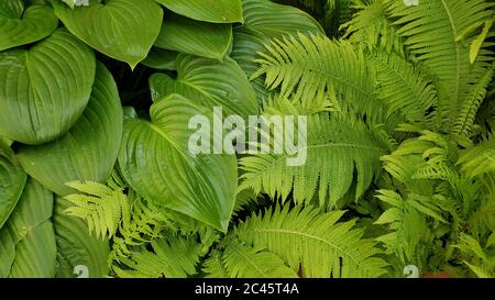 All green natural background of tropical plant and fern leaves texture. Fresh exotic plant foliage backdrop of rainforest. Seedless vascular plants Stock Photo
