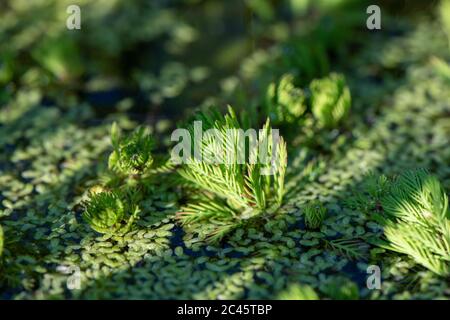 Myriophyllum Red Stemmed Parrots Feather in a garden pond in a UK garden Stock Photo