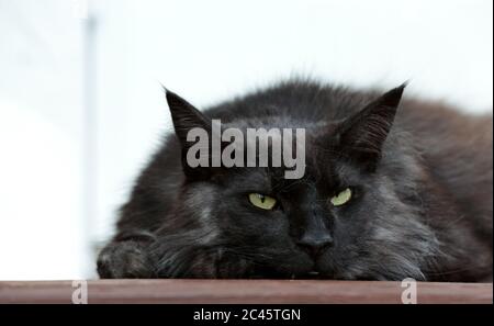 A Norwegian forest cat male resting outdoors Stock Photo