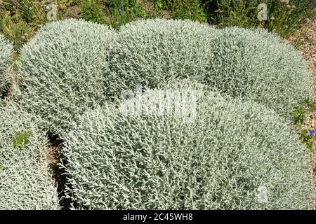 Cotton lavender (Santolina chamaecyparissus) plants in an English garden, UK Stock Photo