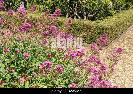 Red valerian (Centranthus ruber) flowers, UK, flowering in an English garden during June Stock Photo