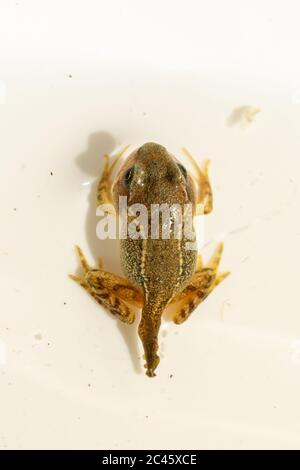 Young froglet of common frog (Rana temporaria) in the process of losing its tail, metamorphosis from tadpole to frog, UK Stock Photo