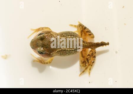 Young froglet of common frog (Rana temporaria) in the process of losing its tail, metamorphosis from tadpole to frog, UK Stock Photo