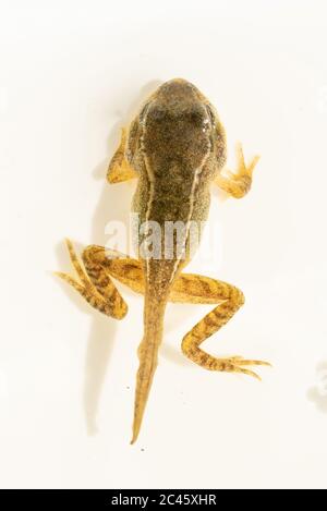 Young froglet of common frog (Rana temporaria) in the process of losing its tail, metamorphosis from tadpole to frog, UK Stock Photo