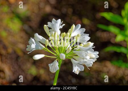 White Agapanthus flower. Stock Photo