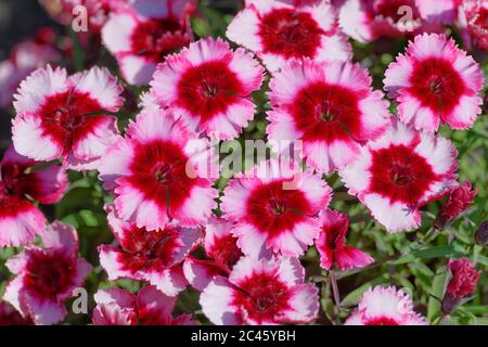 Pinks flower group in classification Dianthus. Stock Photo