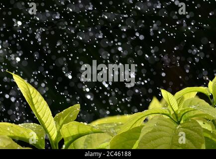 Rain on leaves Stock Photo