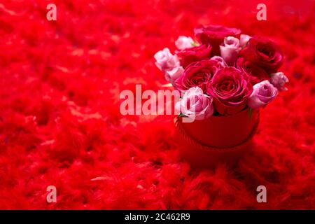 Pink roses packed in box and placed on red feathers background with copy space Stock Photo