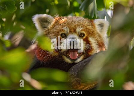 Red Panda - Ailurus fulgens, popular small panda from Asian forests and woodlands, China.
