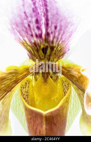 The beautiful flower of Paphiopedilum orchid, often called the Venus slipper. Macro photograph of a flower detail, isolated on white background. Magni Stock Photo