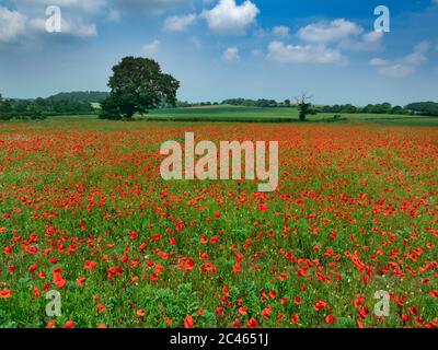 Papaver rhoeas - Corn poppies growing in failed bean crop June Norfolk Stock Photo