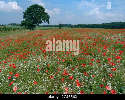 Papaver rhoeas - Corn poppies growing in failed bean crop June Norfolk Stock Photo
