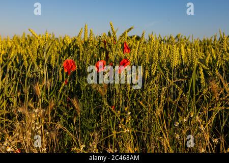 Blooming poppy fields between Maastricht and Riemst in agricultural fields with wheat and grain during a golden hour sunset on a warm summer evening Stock Photo