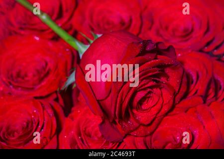 A close up macro shot. Red rose flower. Close up of red roses and water drops. Roses in flower shop. Bright red rose for Valentine Day. A red rose Stock Photo