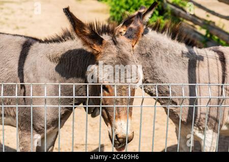 Closeup shot of two donkeys in a farm surrounded by fences under the sunlight - livestock concept Stock Photo